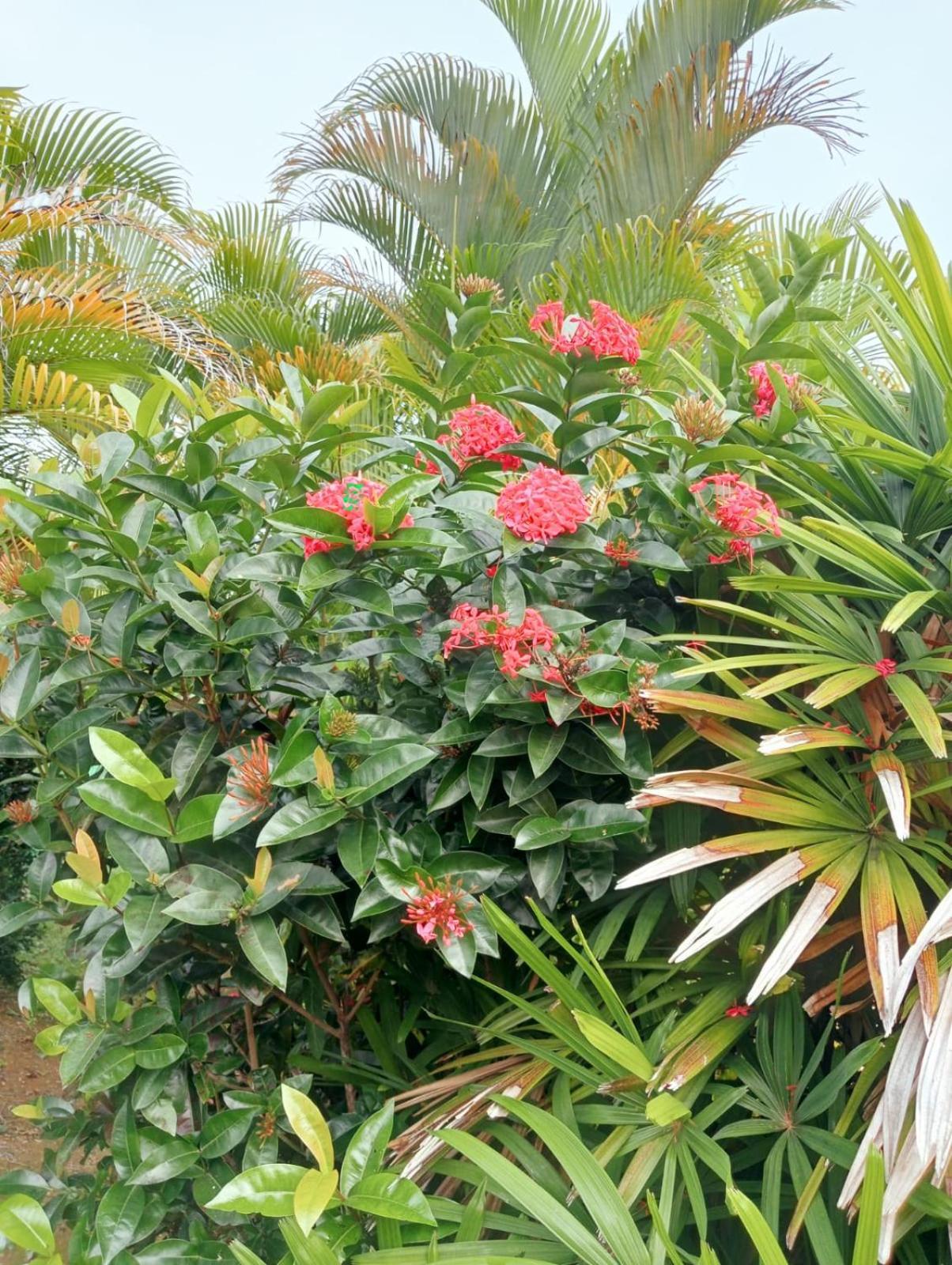 A Sofaia Appartement Sainte-Rose